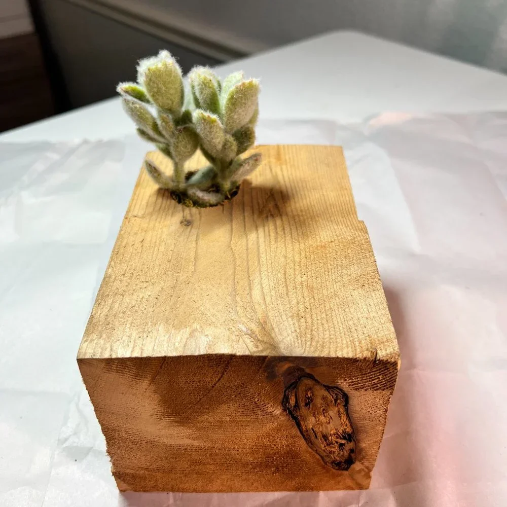 Faux Succulent in Handmade Wood Planter